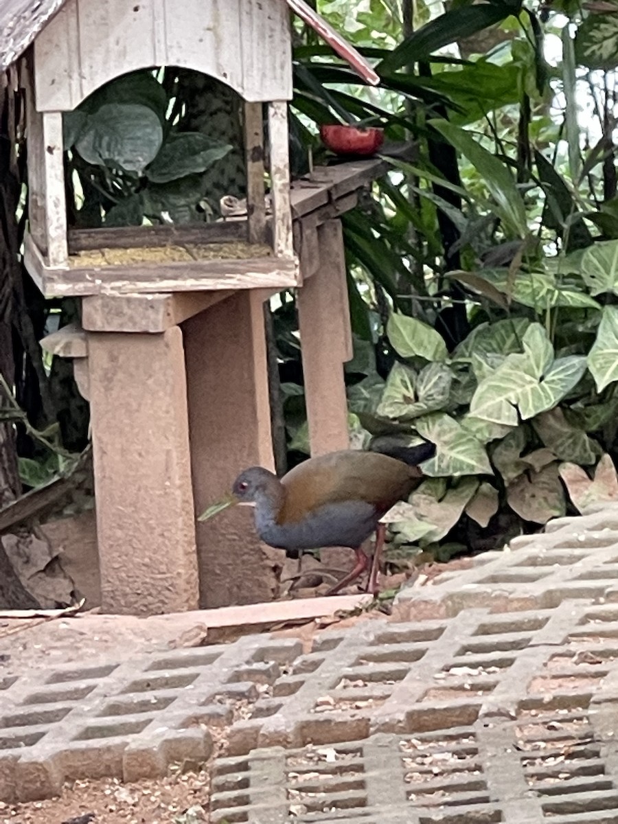 Slaty-breasted Wood-Rail - ML345764551