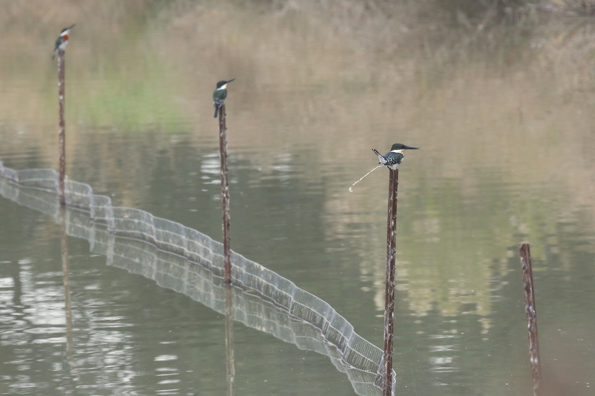 Green Kingfisher - ML34576491