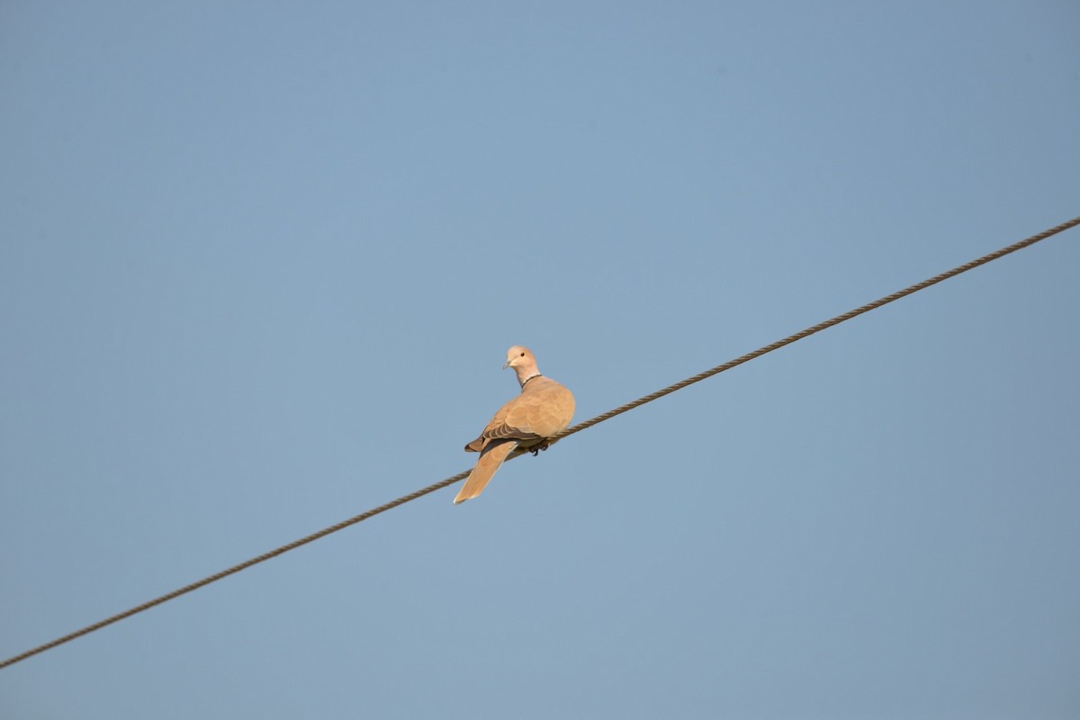 Eurasian Collared-Dove - Spencer Vanderhoof