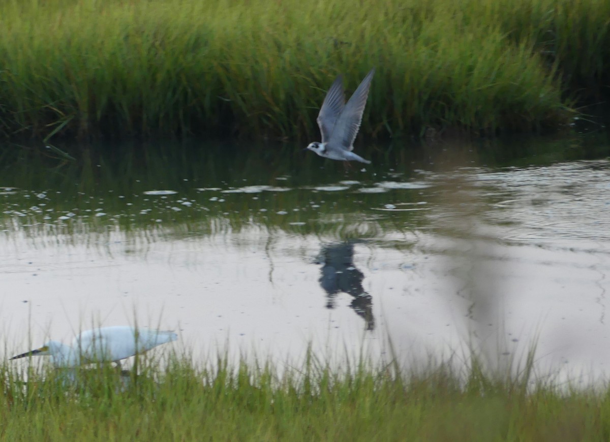 Black Tern - ML34576631