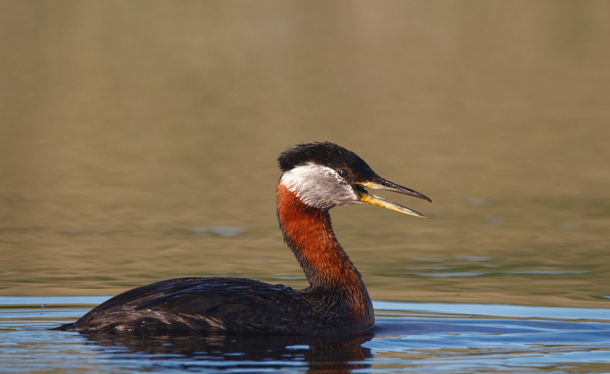 Red-necked Grebe - Kiehl Smith