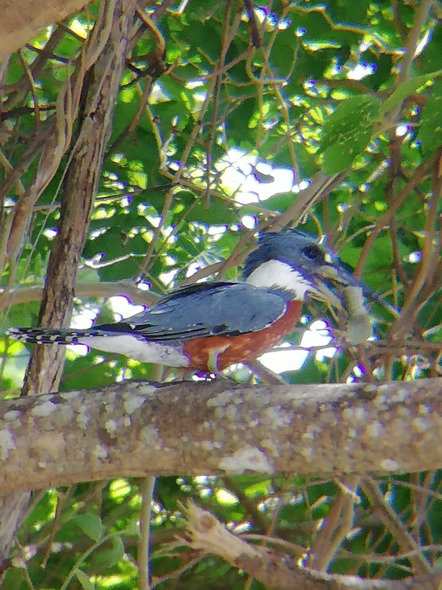 Ringed Kingfisher - ML345768251