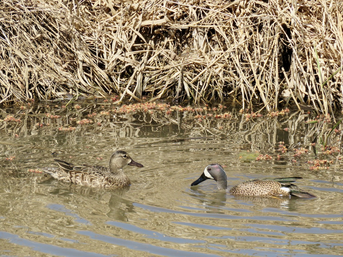 Blue-winged Teal - ML345768341