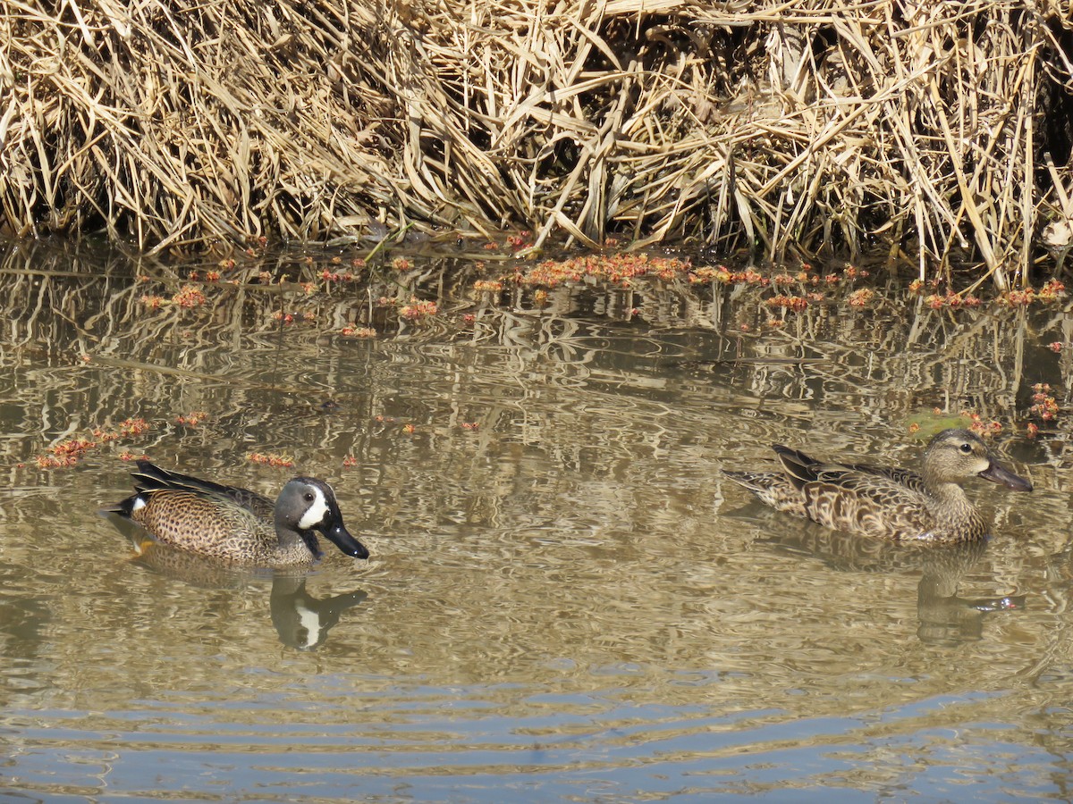 Blue-winged Teal - ML345768351