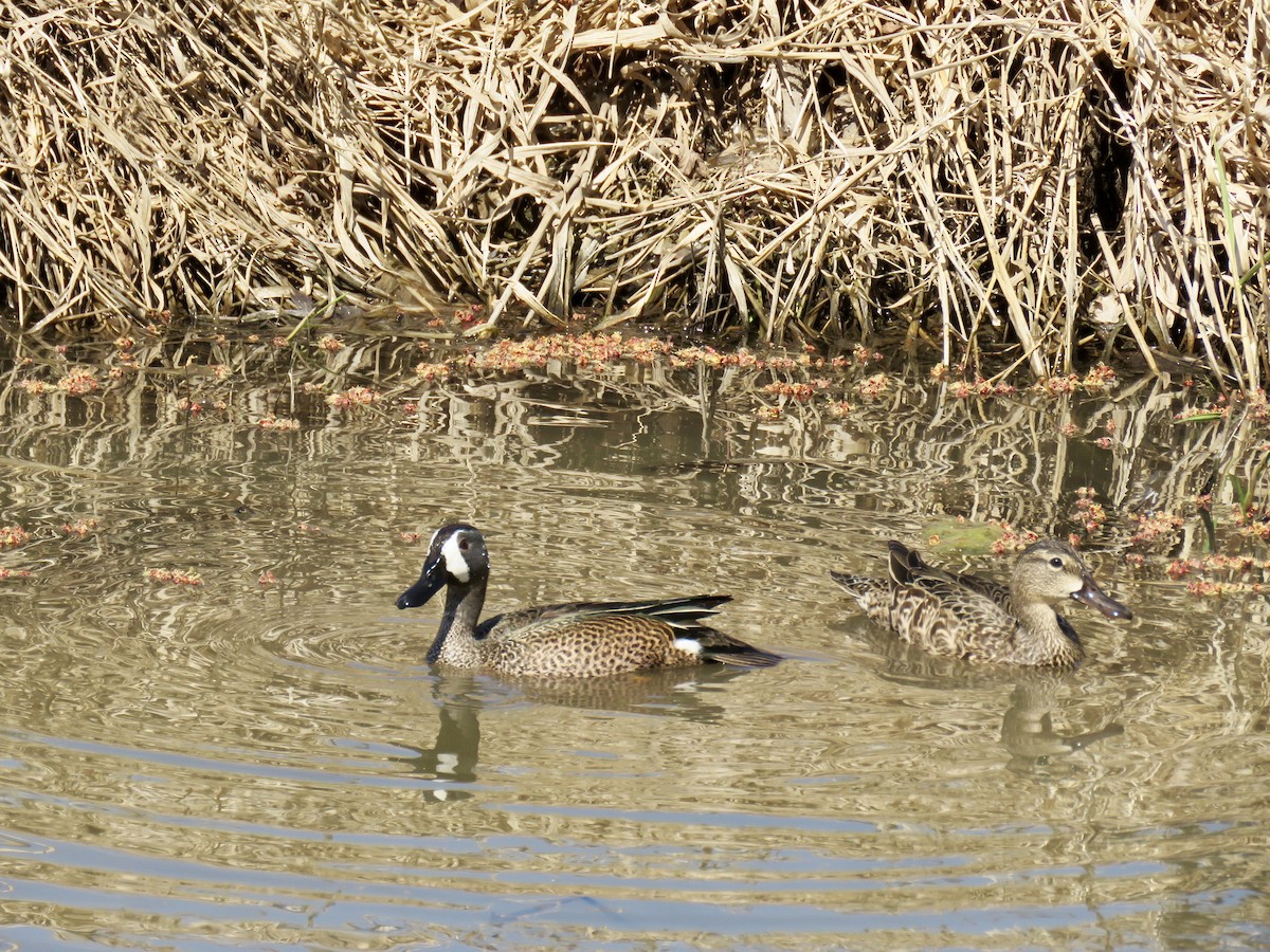 Blue-winged Teal - ML345768361