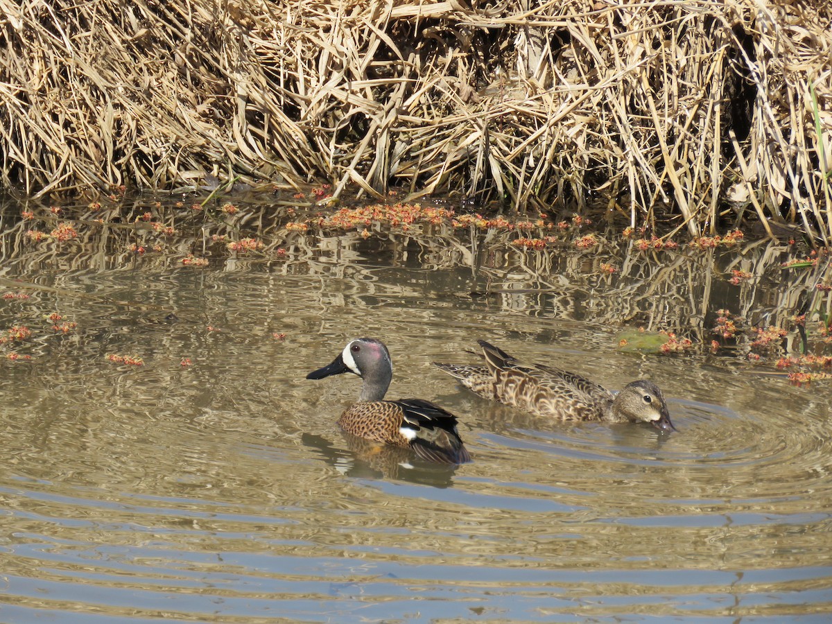 Blue-winged Teal - ML345768371