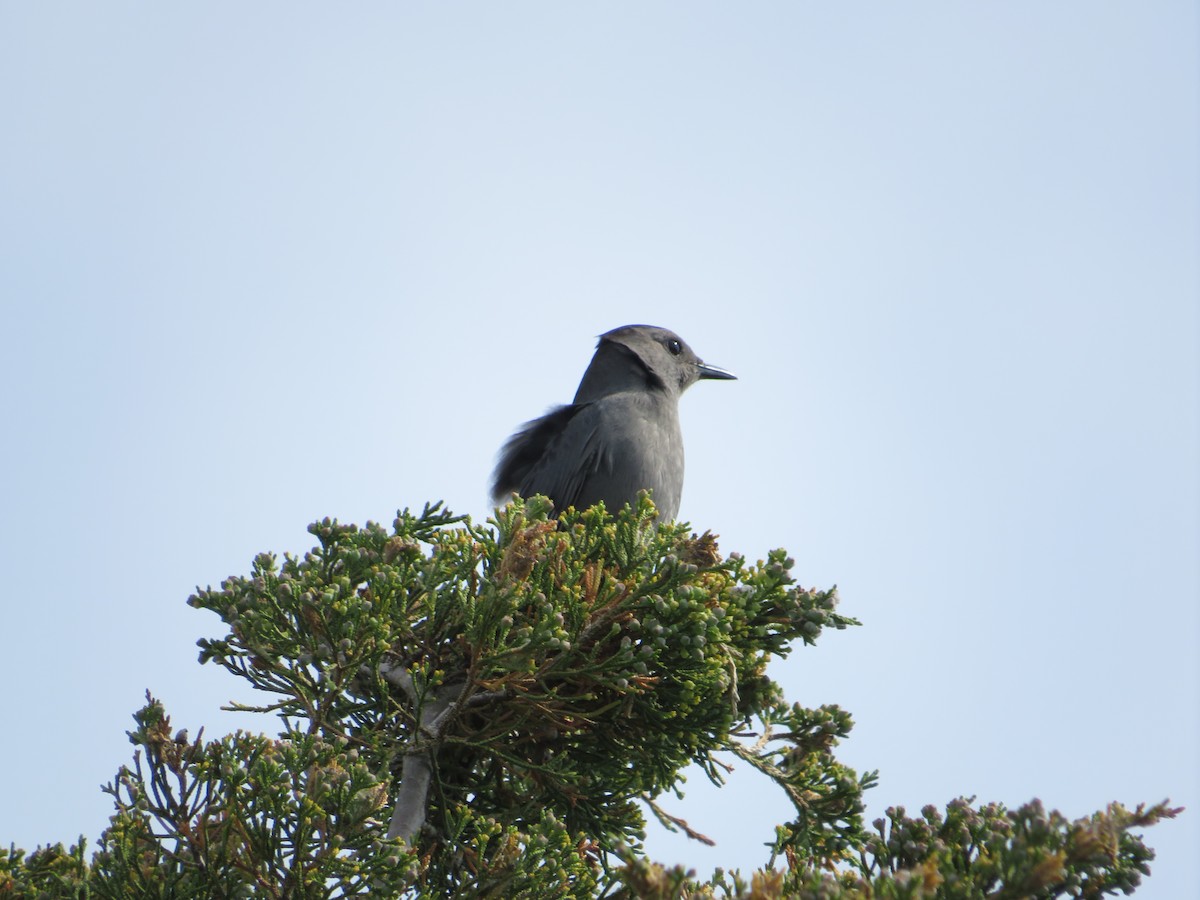 Gray Catbird - ML345768551