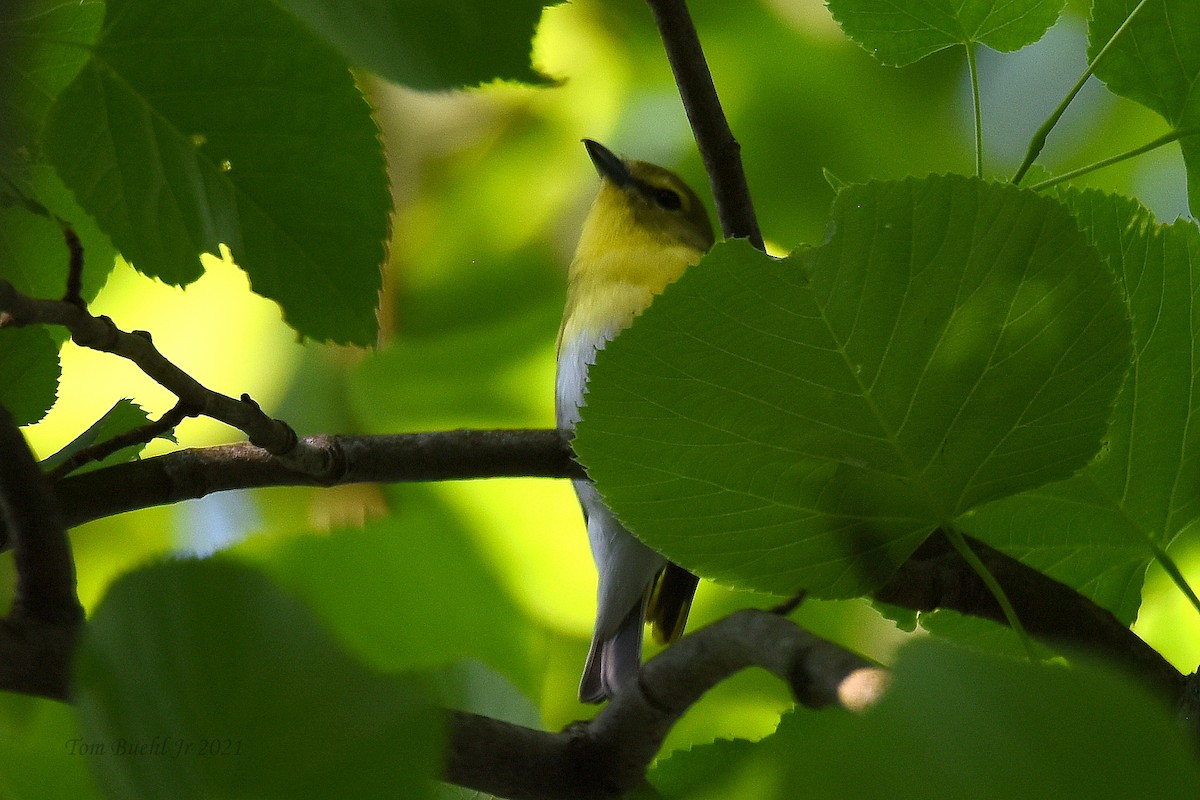 Yellow-throated Vireo - ML345769471