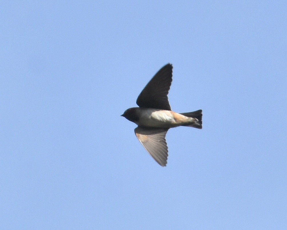 Cliff Swallow - ML345772341