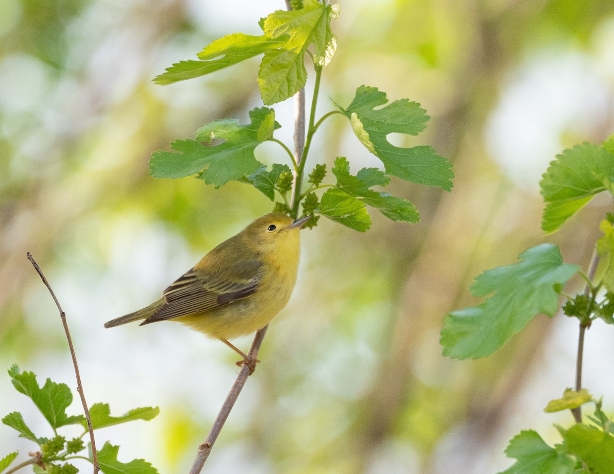 Yellow Warbler - Jan Allen