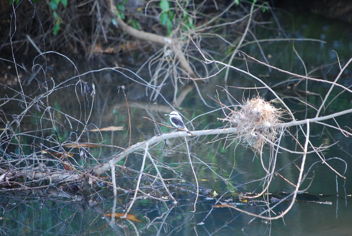 Masked Water-Tyrant - ML345776511