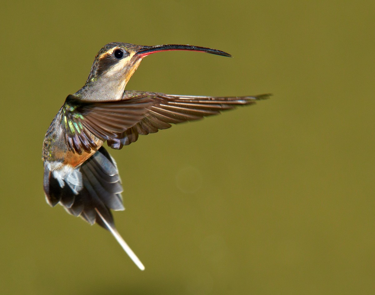 kolibřík šedobřichý - ML34577691