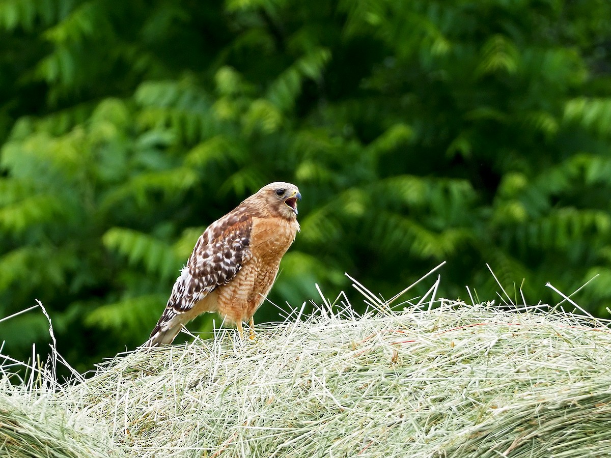 Red-shouldered Hawk - Gary Mueller