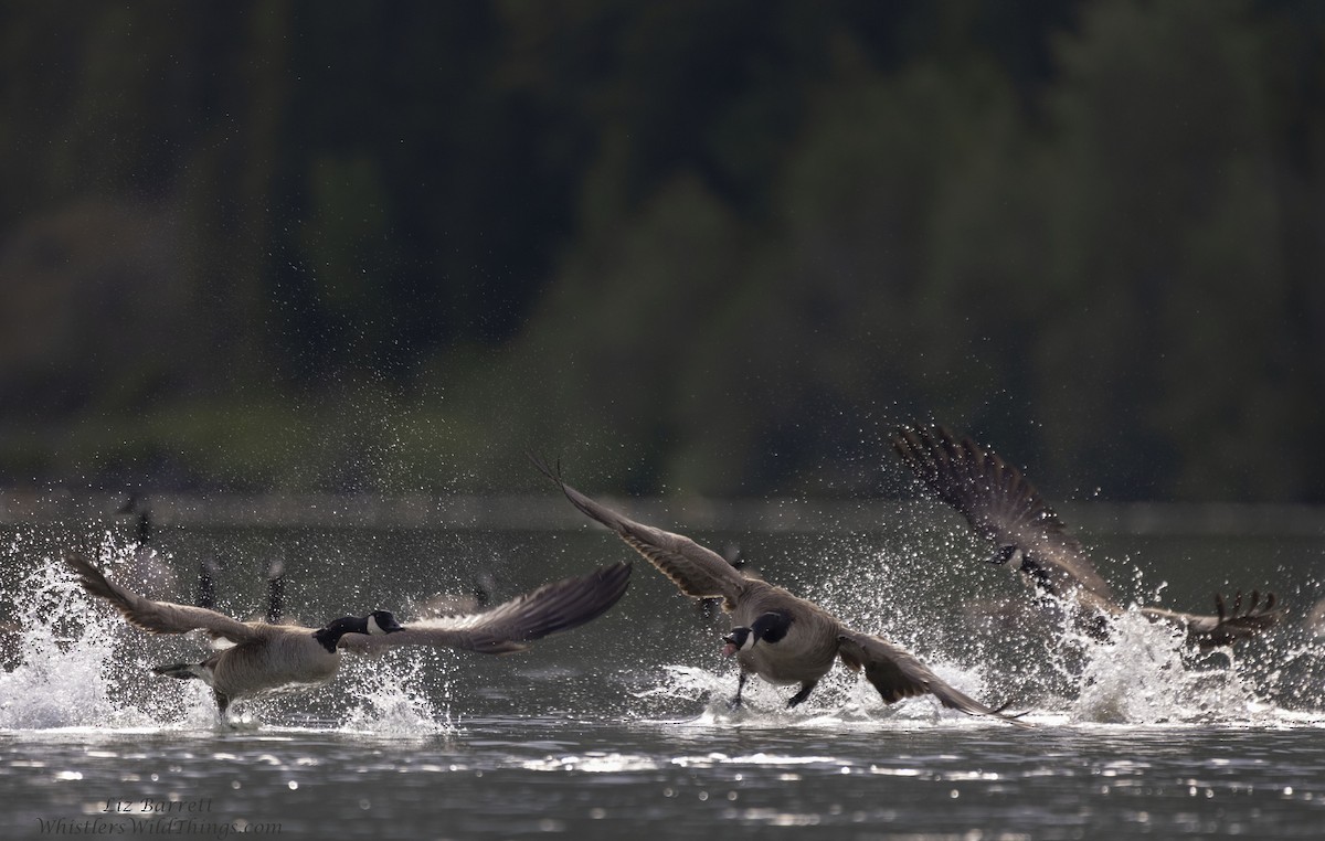 Canada Goose - Liz Barrett