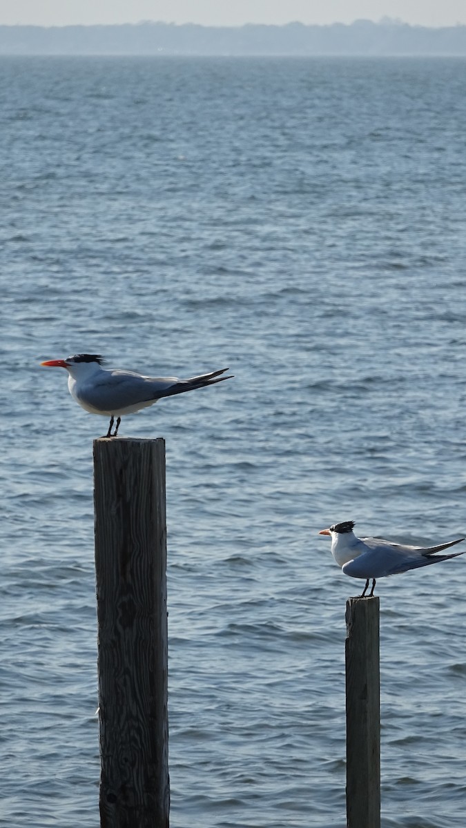 Royal Tern - ML345778801