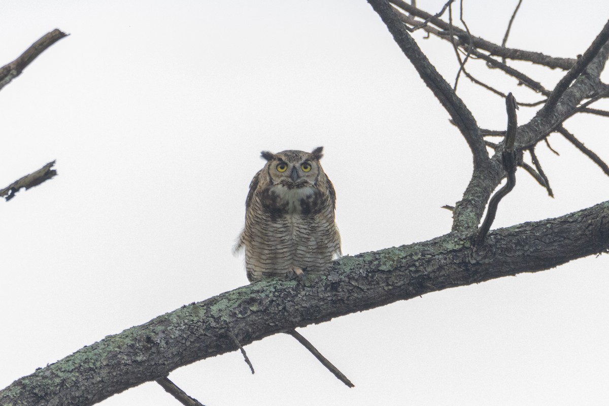 Great Horned Owl - ML345779641
