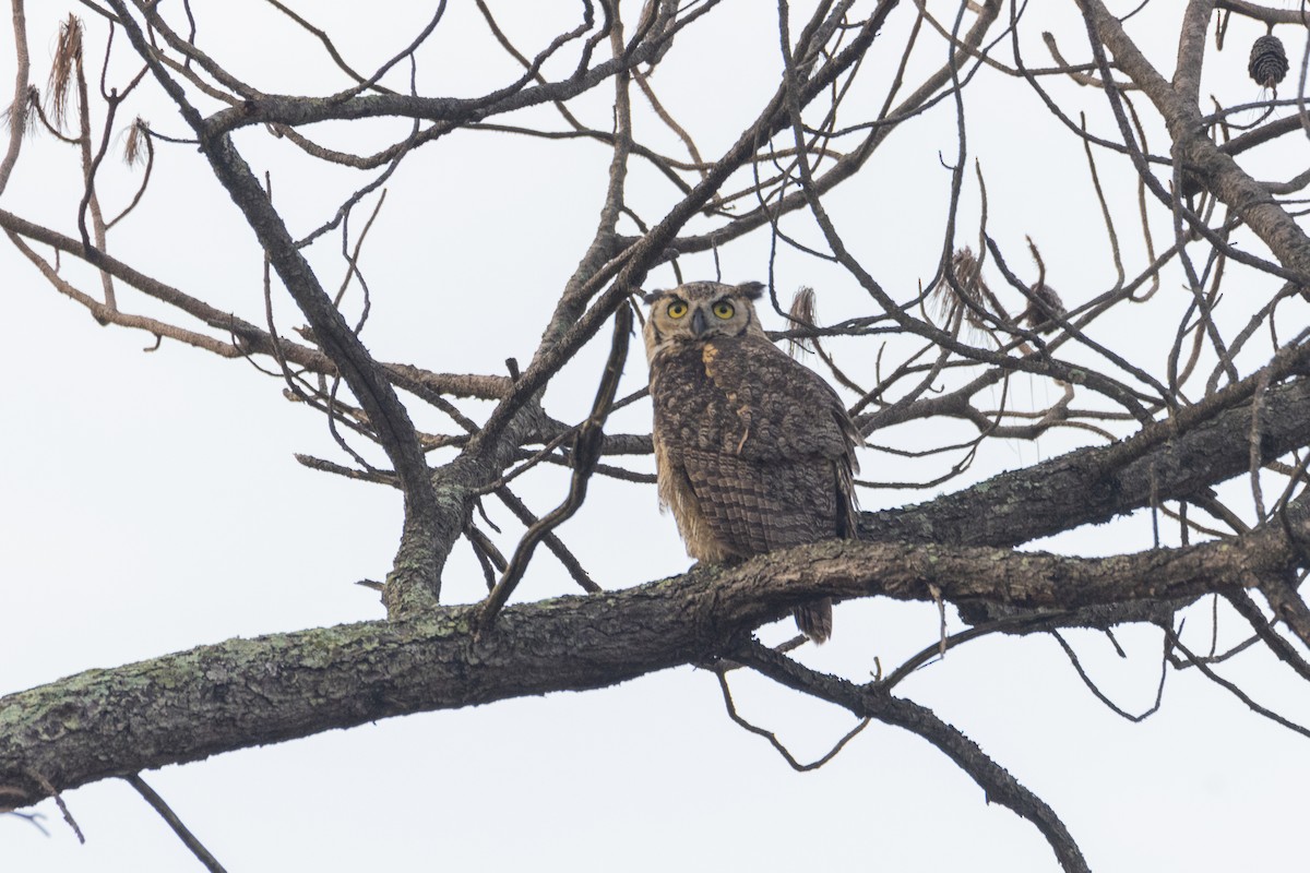 Great Horned Owl - ML345779691
