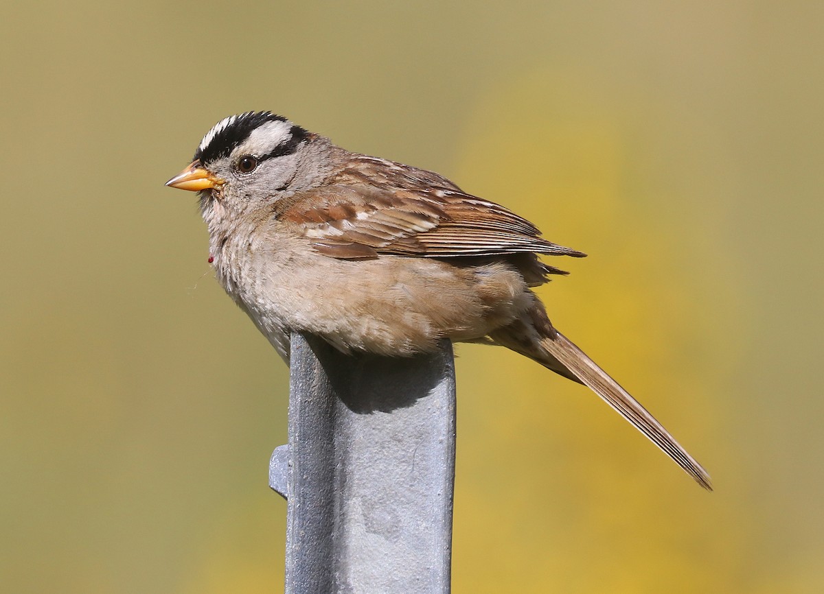 White-crowned Sparrow (pugetensis) - ML345781251