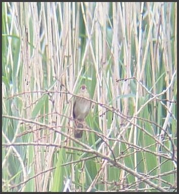 River Warbler - ML345781531