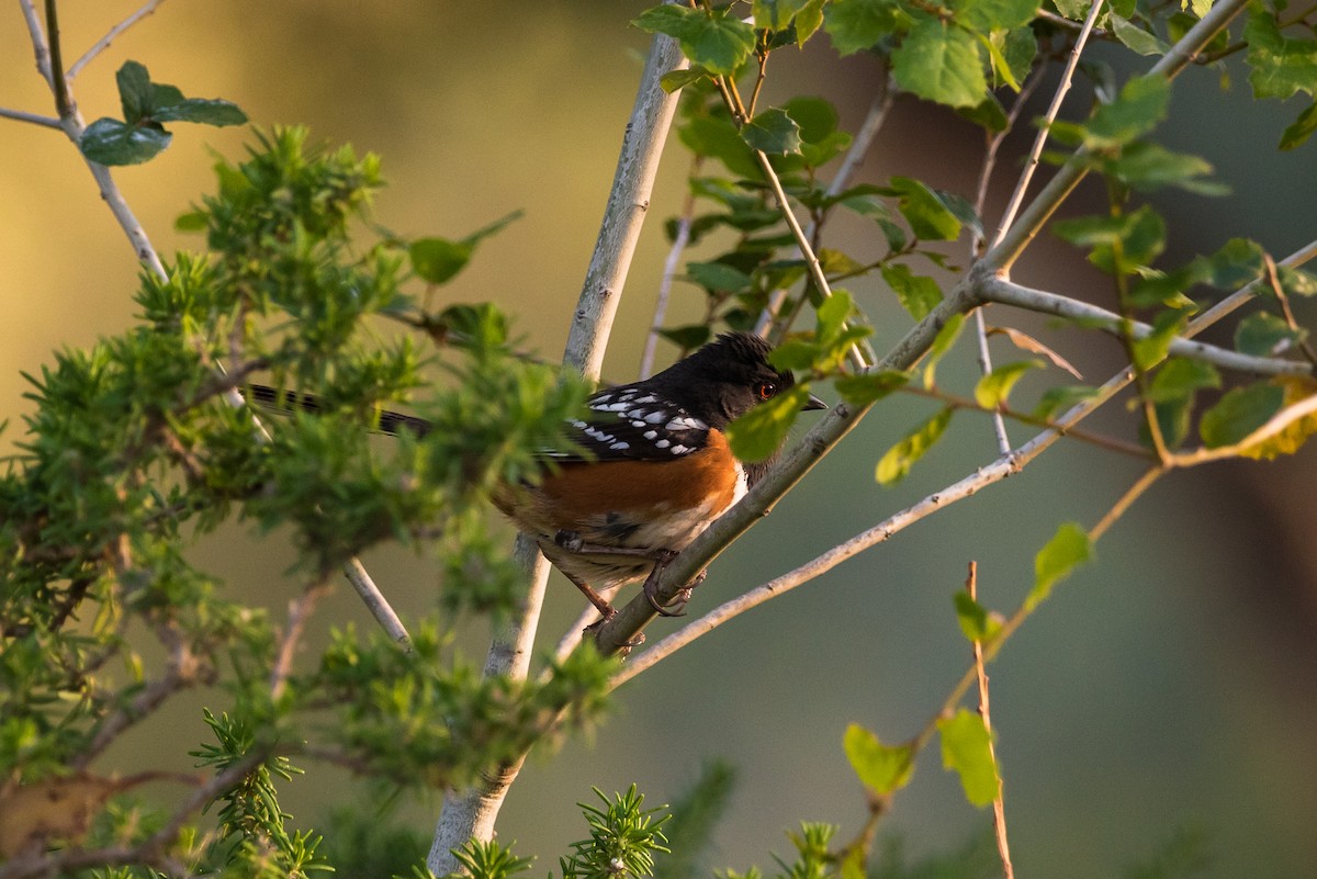 Fleckengrundammer - ML345782811