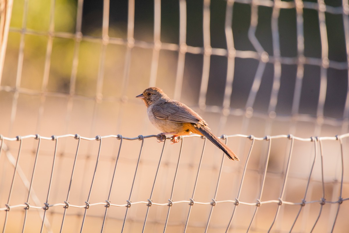 California Towhee - ML345783761