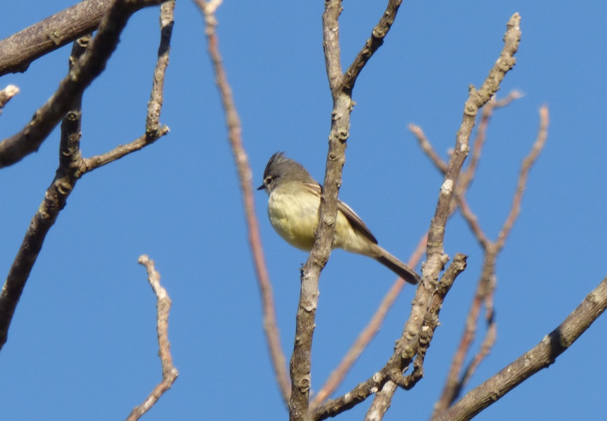 Straneck's Tyrannulet - ML345783971