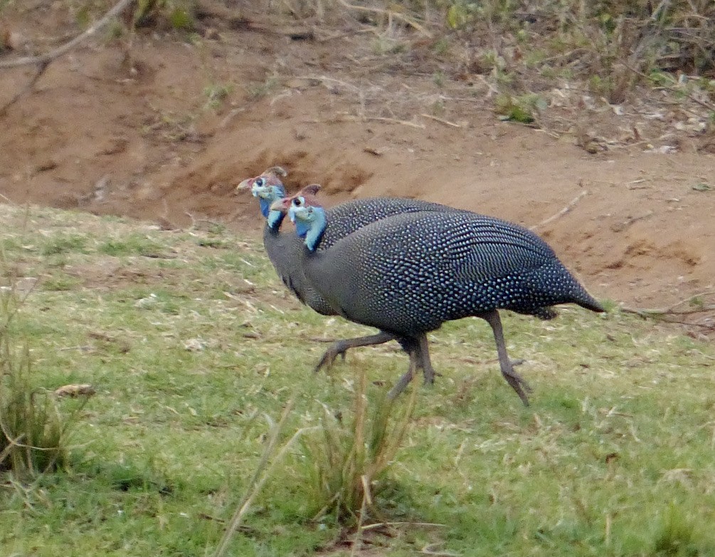 Helmeted Guineafowl - Ginger Hays