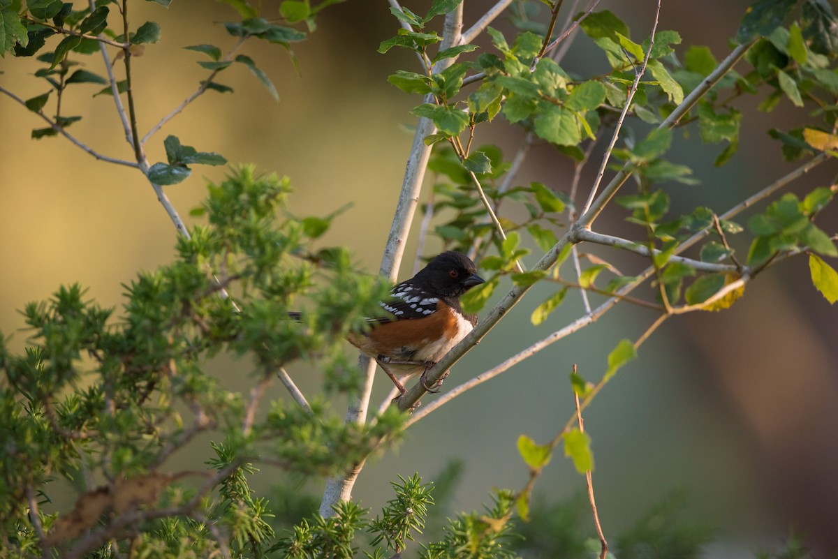 Spotted Towhee - ML345784591