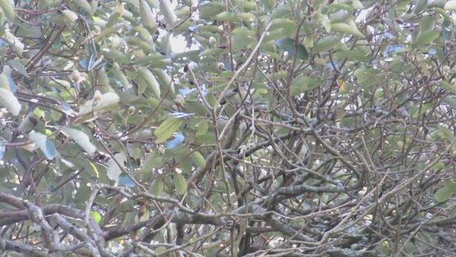 Southern Beardless-Tyrannulet - ML345784831