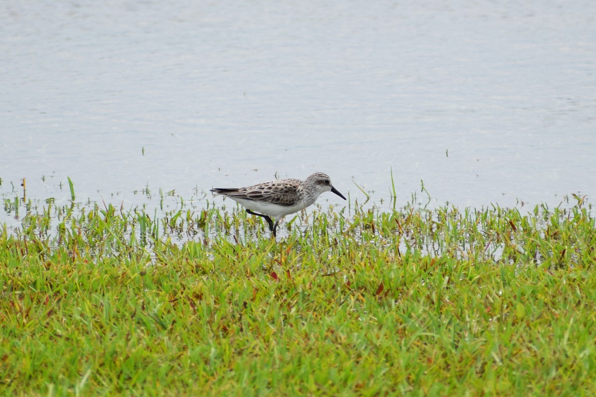 Semipalmated Sandpiper - ML345784891