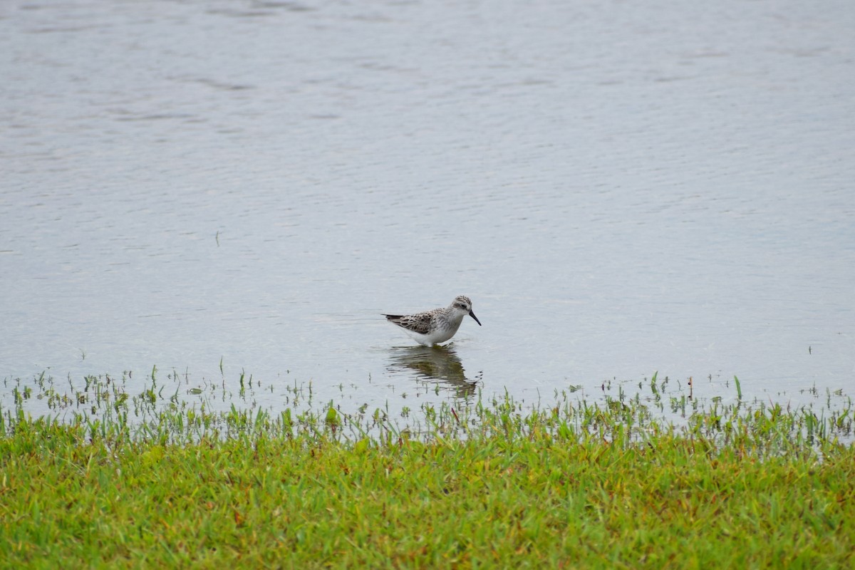 Semipalmated Sandpiper - ML345784951