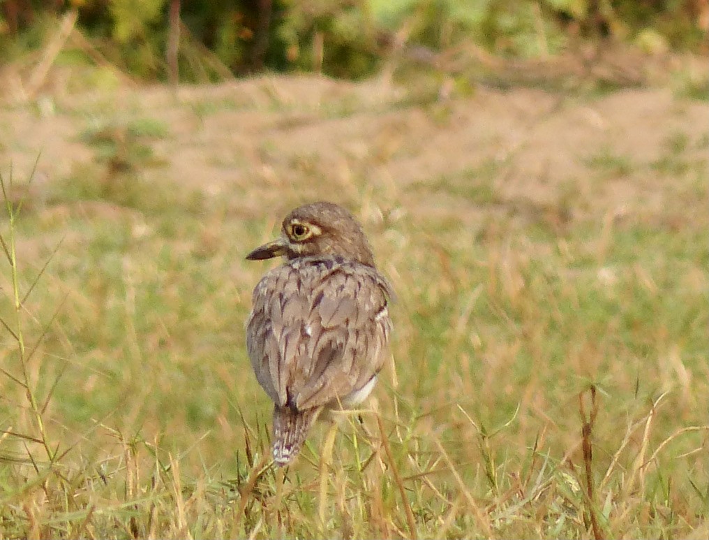 Water Thick-knee - ML345784991