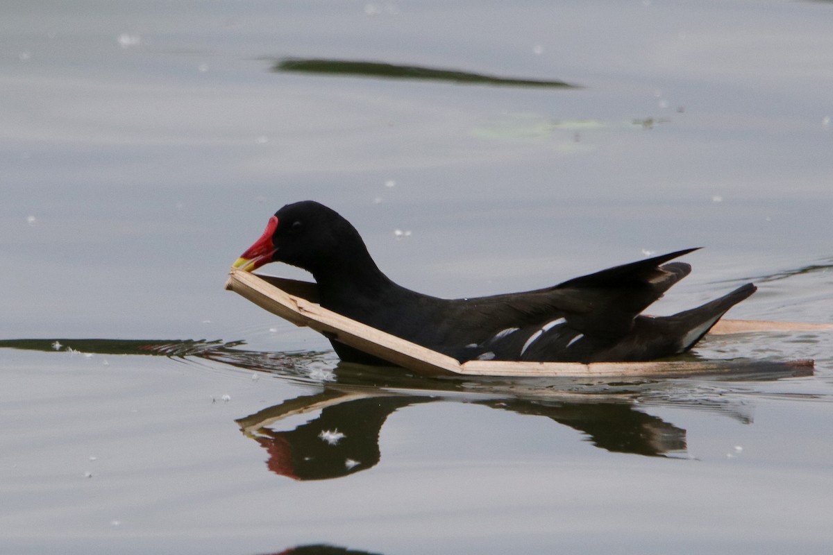 Eurasian Moorhen - Norbert Würfl