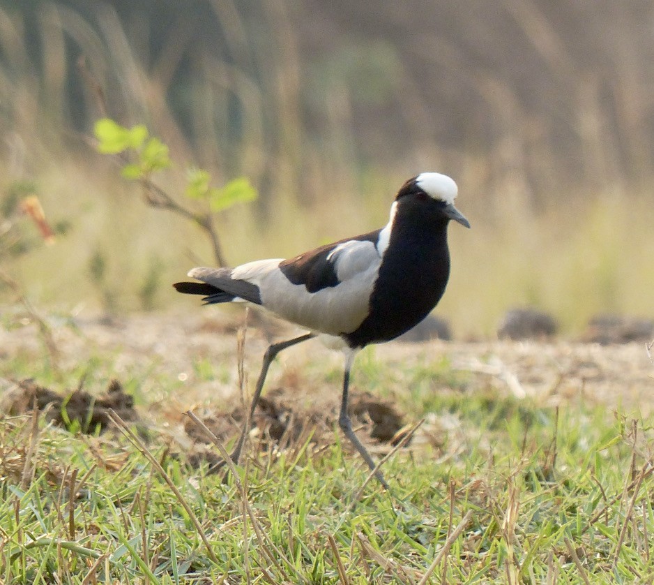 Blacksmith Lapwing - ML345785311