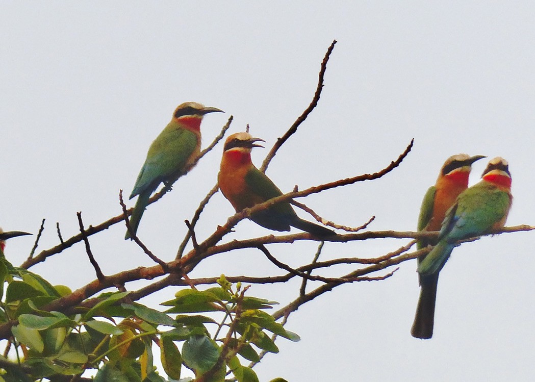 White-fronted Bee-eater - ML345785461