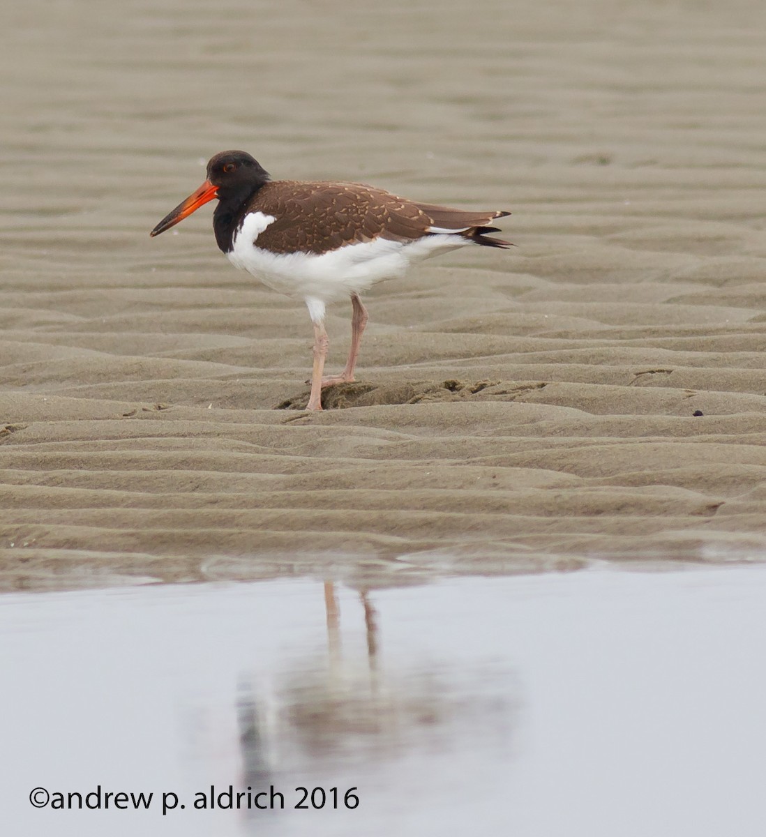 American Oystercatcher - ML34578591