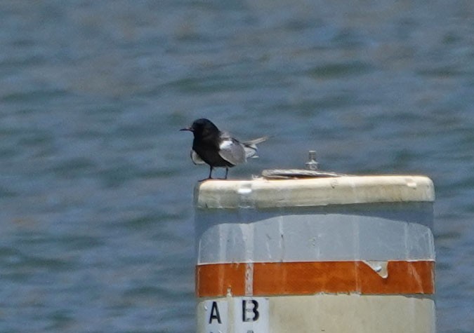 Black Tern - ML345787651