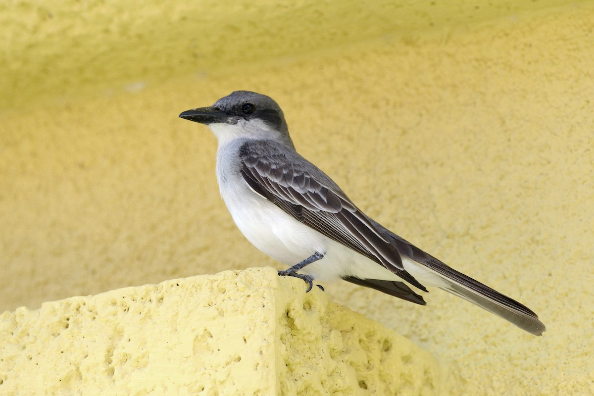 Gray Kingbird - Heather Pickard