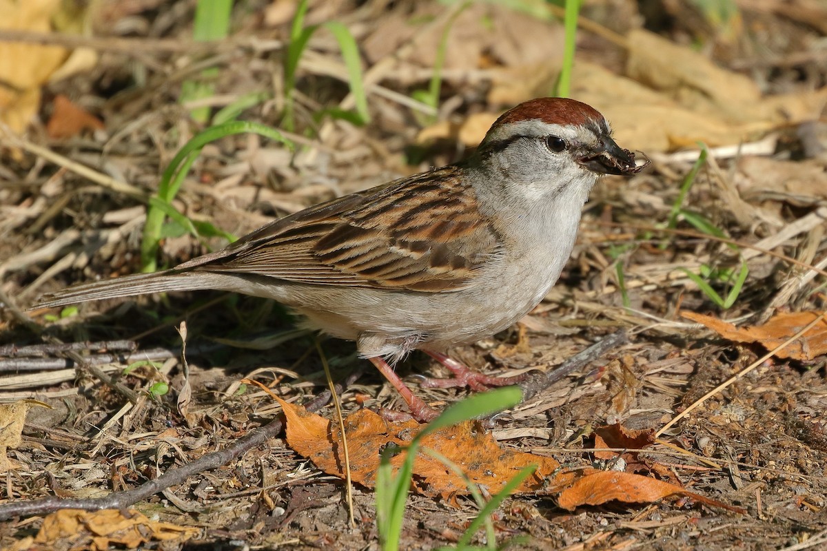 Chipping Sparrow - ML345792211