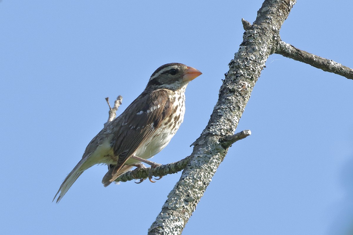 Rose-breasted Grosbeak - Marcus Buck