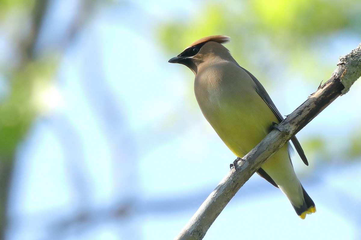 Cedar Waxwing - ML345792621