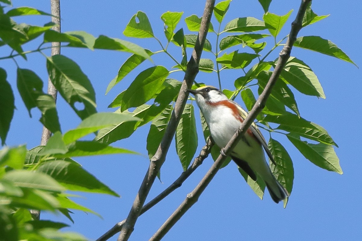 Chestnut-sided Warbler - ML345792791