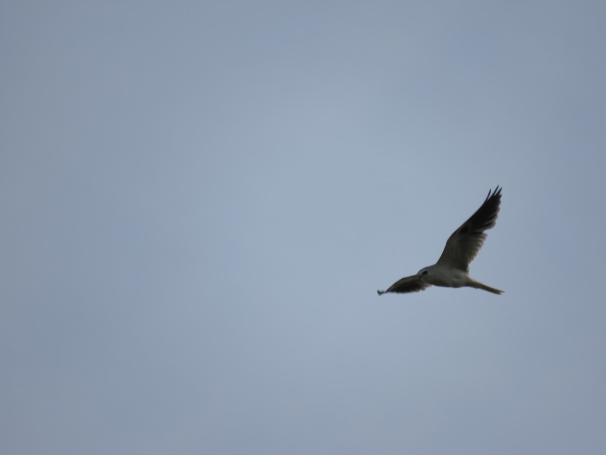 White-tailed Kite - ML345794771