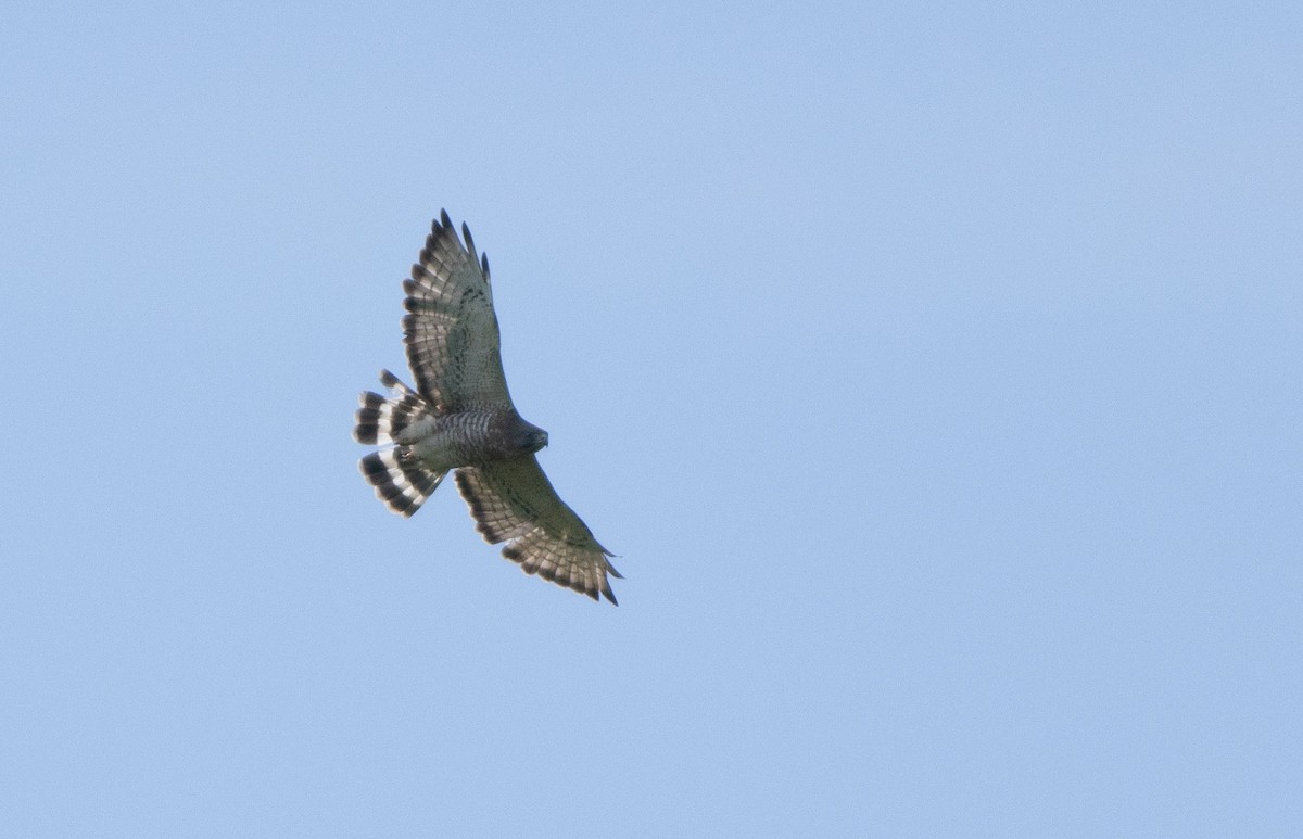 Broad-winged Hawk - Logan Baldwin