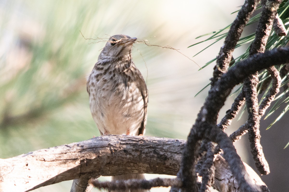 Hermit Thrush - ML345796341