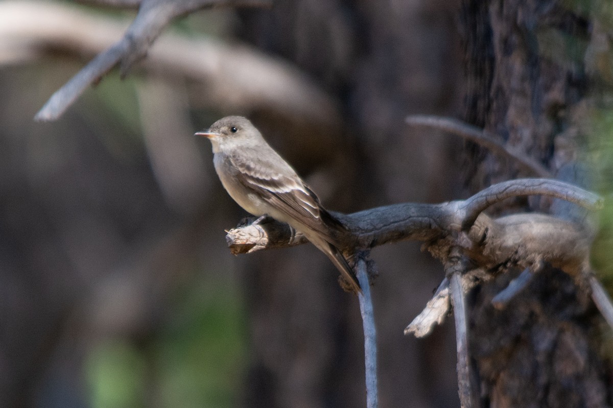 Western Wood-Pewee - ML345796551