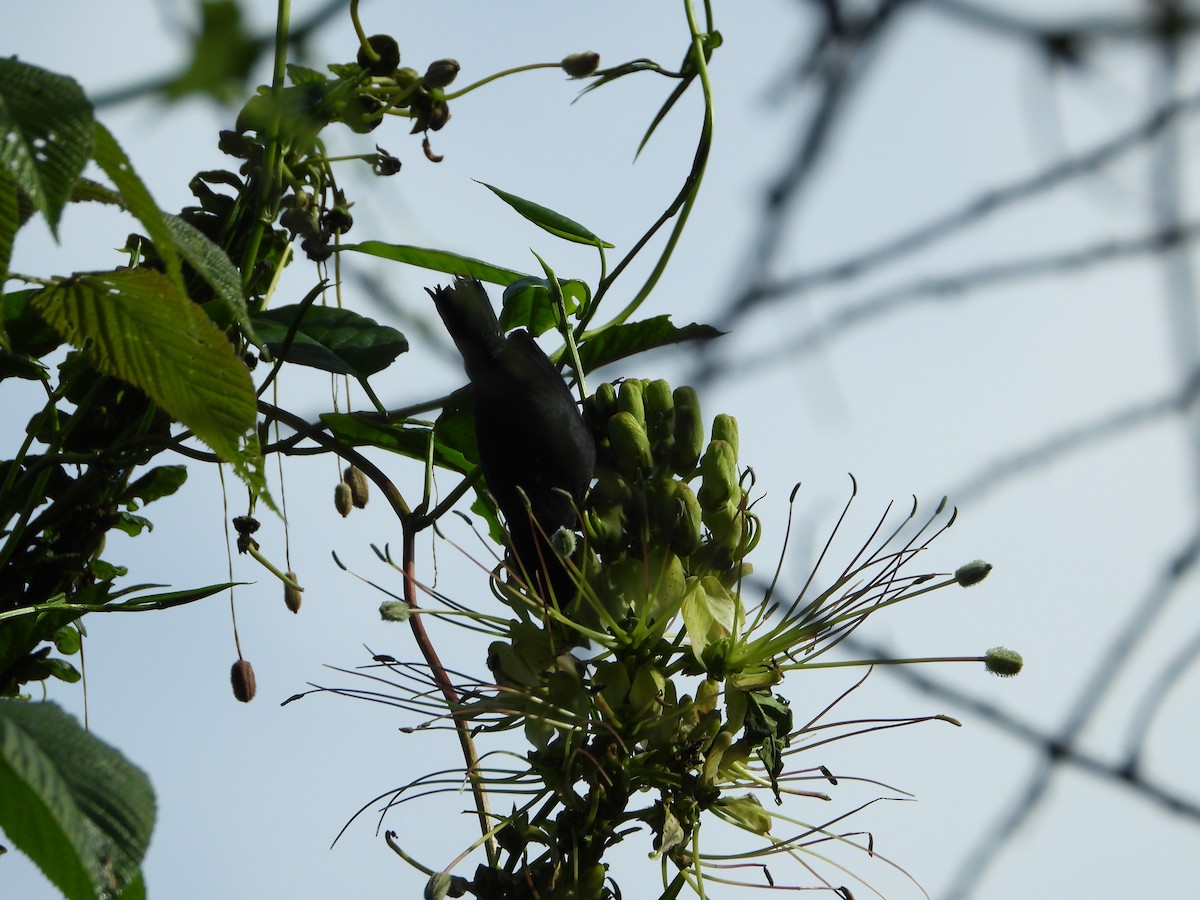 flowerpiercer sp. - ML345799621