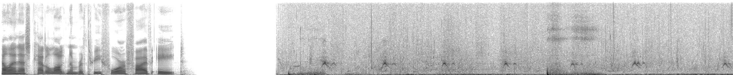 Crested Duck - ML3458