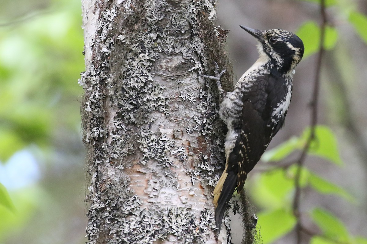 American Three-toed Woodpecker - ML345800181