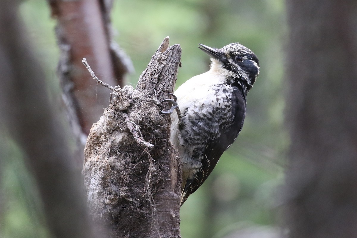 American Three-toed Woodpecker - ML345800251